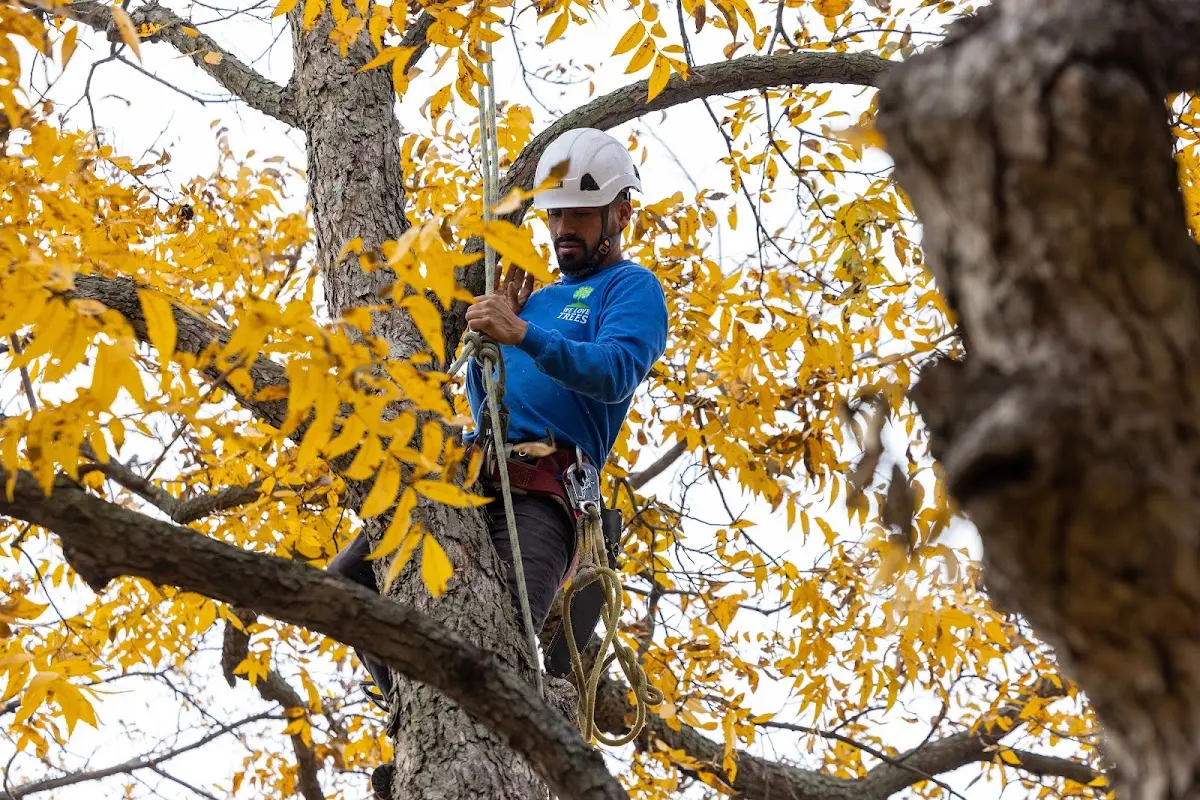 Skilled Tree Planting crew working in Warsaw
